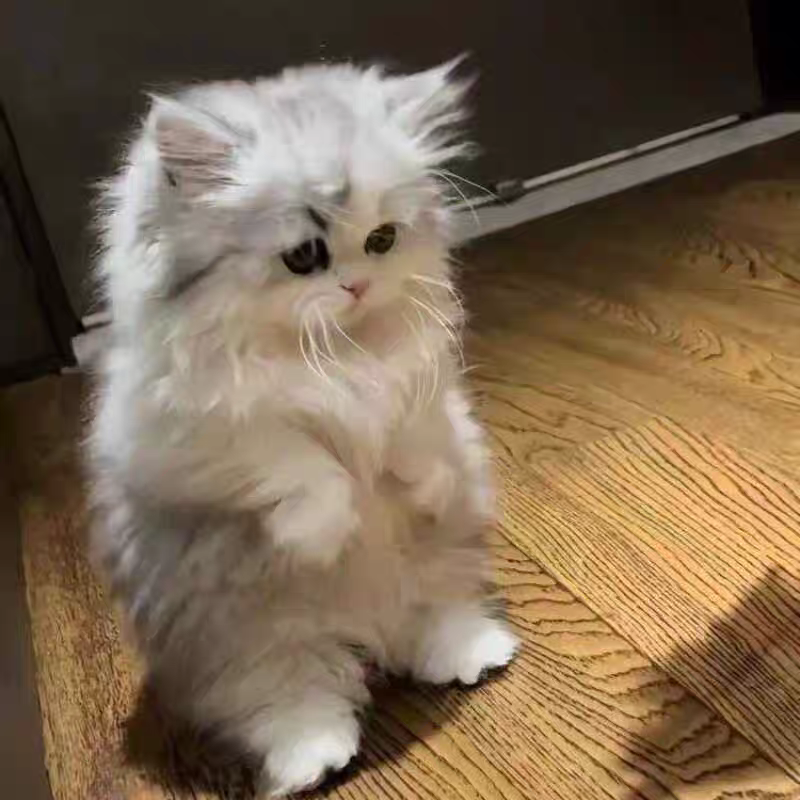 猫舍直销批发价格出售长毛高地